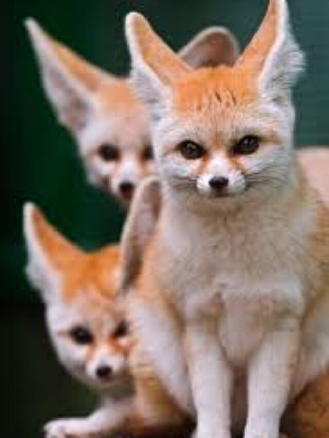 Fennec Fox , the lovable survivor